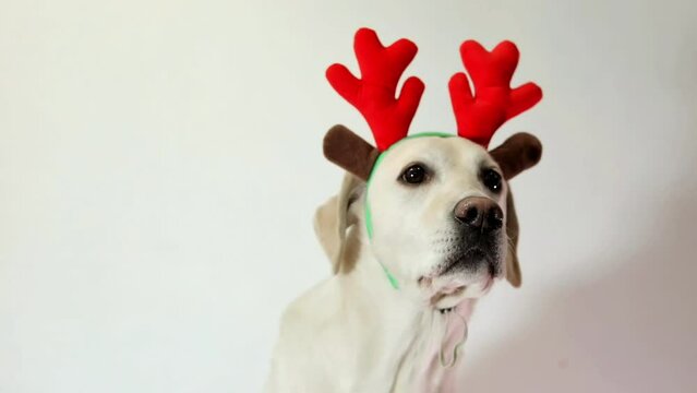White dog with reindeer antlers against a plain background, evoking a festive Christmas concept