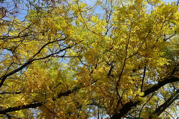 Green and yellow autumnal foliage of Sophora japonica in October