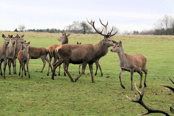 Obraz na płótnie Canvas A view of a Herd of Red Deer