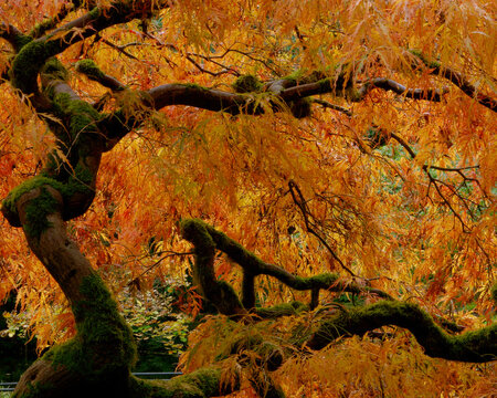Japenese Maple
