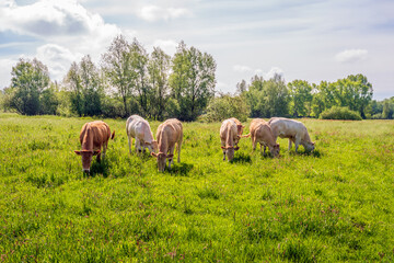 Small herd of beige and light brown cows in a Dutch nature reserve graze the grounds as part of nature maintenance. It is a partly cloudy day in the spring season.