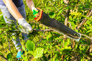 a man cuts down a branch on a tree with a saw.