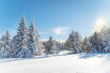 Beautiful  Winter Mountain Landscape with Pine Trees in a Row  .Vitosha Mountain, Bulgaria 