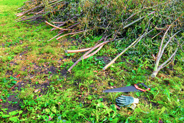 a wood hacksaw lies near a cut tree.