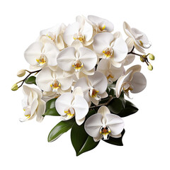  Branch of beautiful white orchids on transparent background
