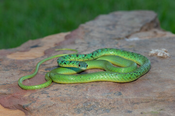Spotted bush snake (Philothamnus semivariegatus) soaking up the warmth from a rock