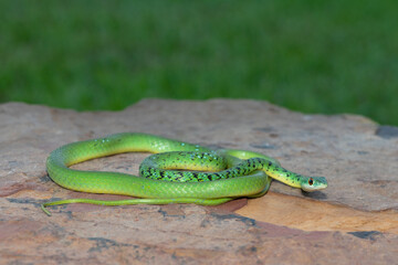 Spotted bush snake (Philothamnus semivariegatus) soaking up the warmth from a rock