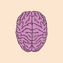 human brain vector illustration design