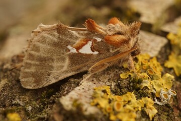 Closeup on the colorful brown Argentine moth, Spatalia argentina in Gard, France
