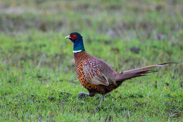 Common Pheasant (Phasianus colchicus) male, Baden-Wuerttemberg, Germany