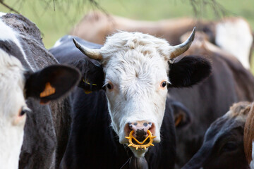 Highland cattle in the north italy mountains