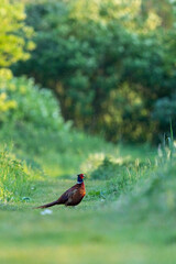 Common Pheasant (Phasianus colchicus) male, Baden-Wuerttemberg, Germany