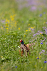 Common Pheasant (Phasianus colchicus) male in blooming meadow, Baden-Wuerttemberg, Germany
