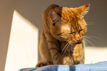Cute small orange cat licking  its paw on a sunny spot, near the window at home. 