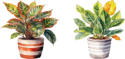 croton plant in a pot watercolor vector illustration © Finkha