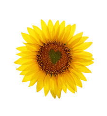 Sunflower with heart in center