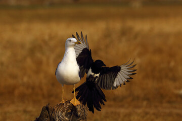 The yellow-legged gull (Larus michahellis), a large gull chases away a magpie from its feeder. Seagull and magpie interacting.