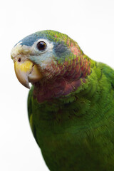 The yellow-billed amazon (Amazona collaria), also called the yellow-billed parrot or Jamaican amazon, portrait of a large green parrot on a white background.