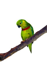 Salvadori's fig parrot, Psittaculirostris salvadorii, green parrot sitting on tropical tree in lowland forest. Green birds in the rain forest. Birds on a tree with white background.