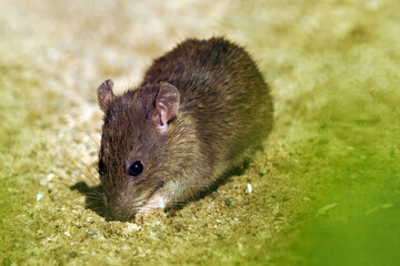 The brown rat (Rattus norvegicus), also known as the common, street, sewert, Hanover, Norway or Norwegian rat, a rat on a sandy base. A real danger to urban order.