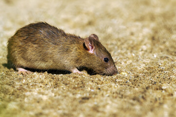 The brown rat (Rattus norvegicus), also known as the common, street, sewert, Hanover, Norway or Norwegian rat, a rat on a sandy base. A real danger to urban order.