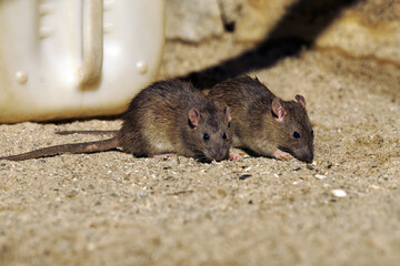 The brown rat (Rattus norvegicus), also known as the common, street, sewert, Hanover, Norway or Norwegian rat, a pair of rats among the garbage.