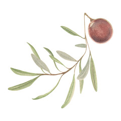 The watercolor beautiful olive branch
