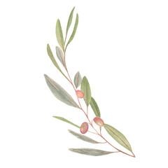 The watercolor beautiful olive branch