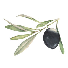 The olive branch with black olive