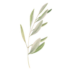 The watercolor beautiful olive branch