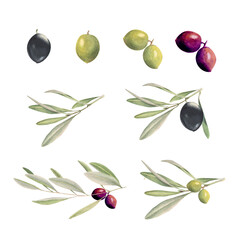Composition with watercolor olive and olive tree branches