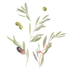 Composition with watercolor olive and olive tree branches