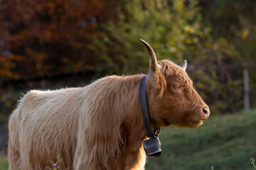 Highland cattle in the north italy mountains