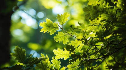 Fototapeta na wymiar Sunlit Oak Leaves: A Nature's Green Canopy in the Forest