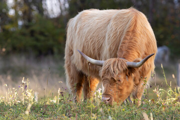 The hairy cows of the Scottish Highlands