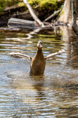 Action shots of a single female duck having a bath in the water, Plitvice lakes national natural reserve park, Croatia