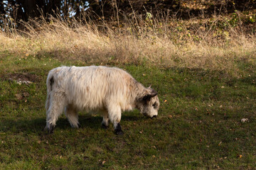 Highland cattle in the north italy mountains