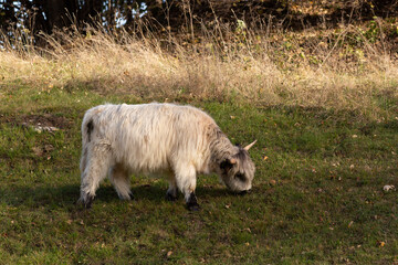 Highland cattle in the north italy mountains
