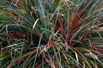 Fototapeta premium Red grass, plant, nature, garden, fresh
