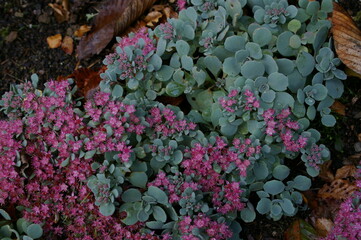 flower bed