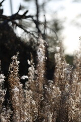 Pflanzen natur outdoor 