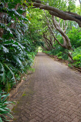 Walk through the beautiful Kirstenbosch Garden in Cape Town, South Africa