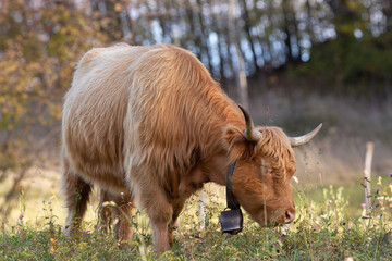 Highland cattle in the north italy mountains