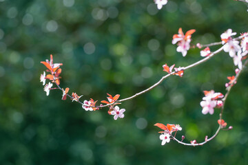 cherry  flowers on sunlight in spring garden