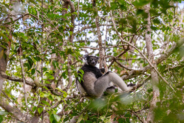 One little lemur on the branch of a tree in the rainforest Madagascar.