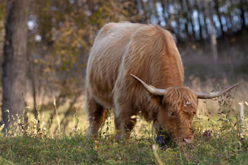 Highland cattle in the north italy mountains