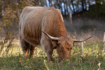 Highland cattle in the north italy mountains