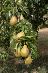 Pear tree in a vibrant fruit tree orchard