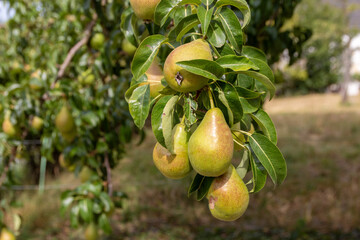 Pear tree in a vibrant fruit tree orchard