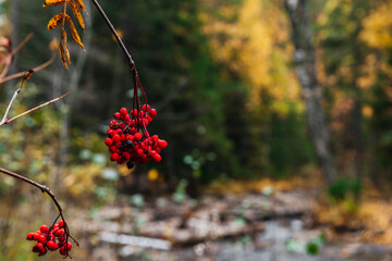 branches of yellow and red mountain ash in the autumn forest